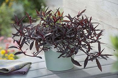 《完蛋！我被美女包围了2》7月17日发售 与众美人体验爱恨情仇